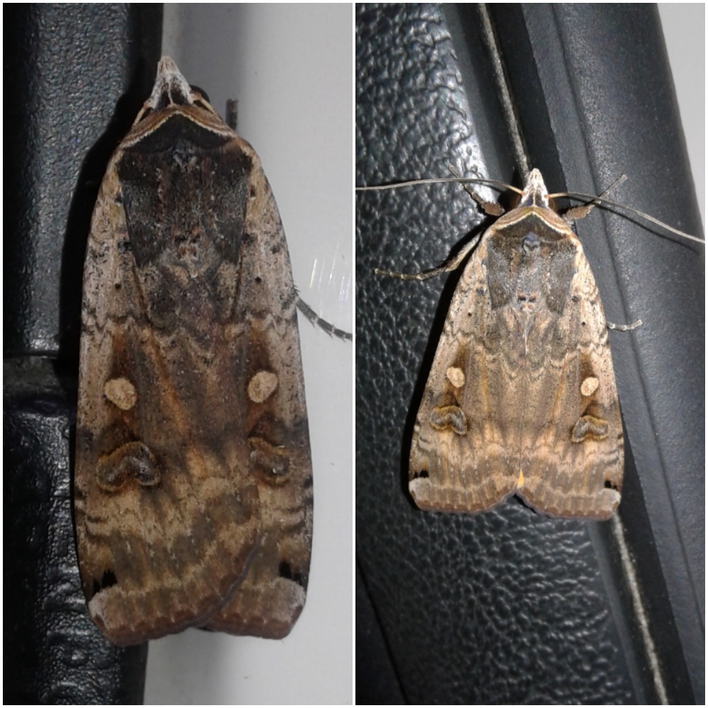 Noctua pronuba (Noctuidae)? S